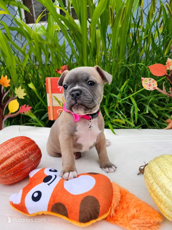 Luna – Boston Terrier, French Bulldog puppy for sale in Pasco, WA