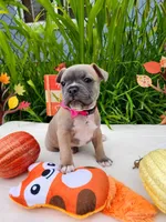 Luna, a female Boston Terrier and French Bulldog for sale in Pasco, WA – 1 of 5