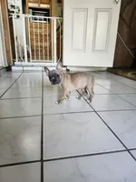 Luna, a female Boston Terrier and French Bulldog for sale in Pasco, WA – 7 of 8