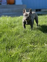 Luna, a female Frenchton for sale in Pasco, WA – 4 of 4