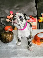 Bella Blue, a female Boston Terrier and French Bulldog for sale in Pasco, WA – 2 of 5
