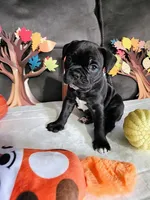 Luca, a male Boston Terrier and French Bulldog for sale in Pasco, WA – 2 of 3