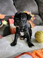 Luca, a male Boston Terrier and French Bulldog for sale in Pasco, WA – 1 of 3