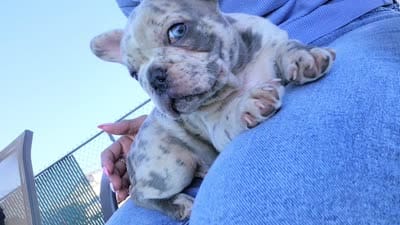 Little Rhino , a male Frenchton for sale in Pasco, WA – 4 of 4