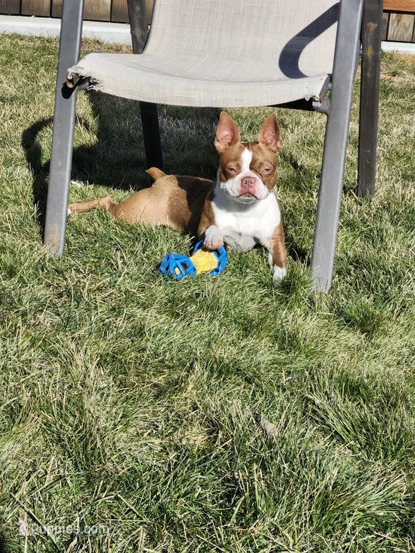Ginger – Boston Terrier puppy for sale in Pasco, WA