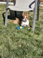 Ginger, a female Boston Terrier for sale in Pasco, WA – 1 of 1