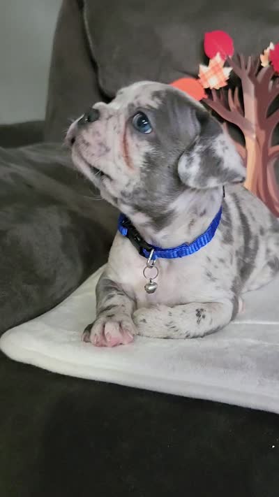 Axel , a male Boston Terrier and French Bulldog for sale in Pasco, WA – 3 of 3