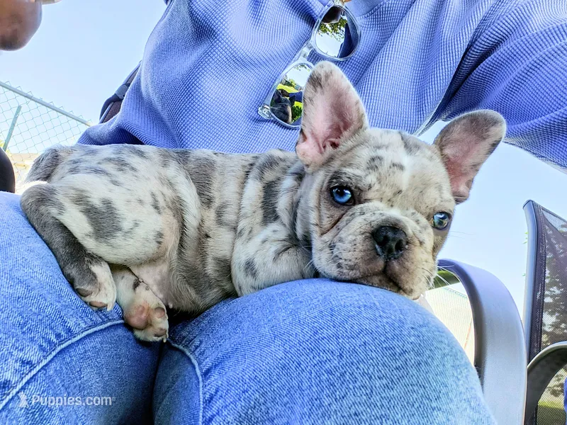 Little Rhino – Boston Terrier, French Bulldog puppy for sale in Pasco, WA