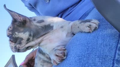 Little Rhino, a male Boston Terrier and French Bulldog for sale in Pasco, WA – 8 of 8