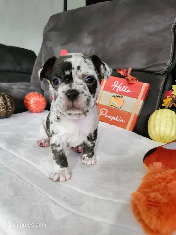 Bella Blue – Boston Terrier, French Bulldog puppy for sale in Pasco, WA