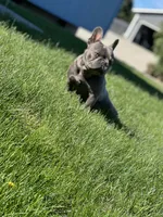 Luna, a female Boston Terrier and French Bulldog for sale in Pasco, WA – 4 of 5