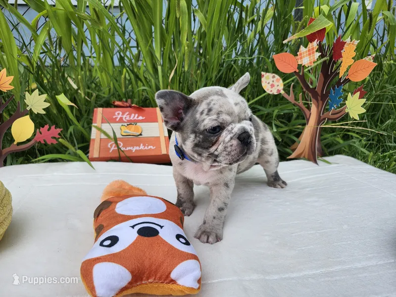 Little Rhino – Boston Terrier, French Bulldog puppy for sale in Pasco, WA
