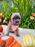 Luna, a female Boston Terrier and French Bulldog for sale in Pasco, WA – 5 of 5