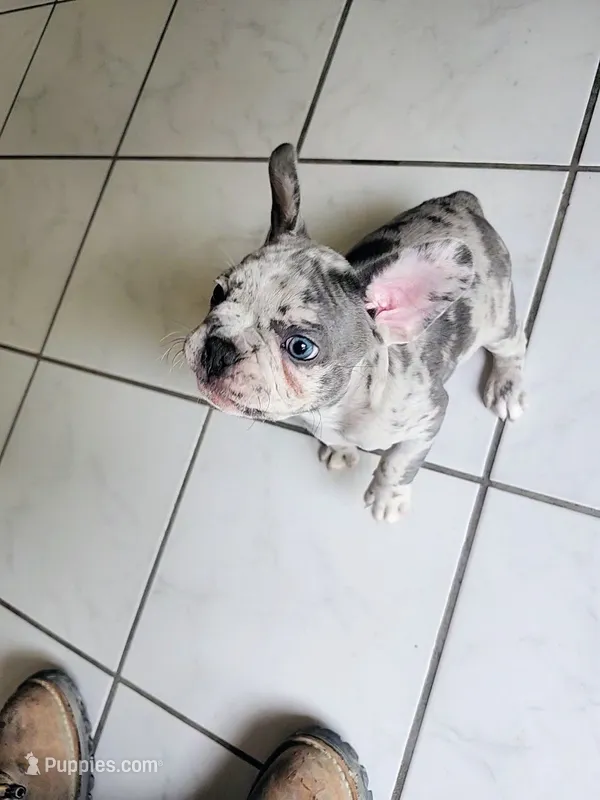 Axel  – Boston Terrier, French Bulldog puppy for sale in Pasco, WA