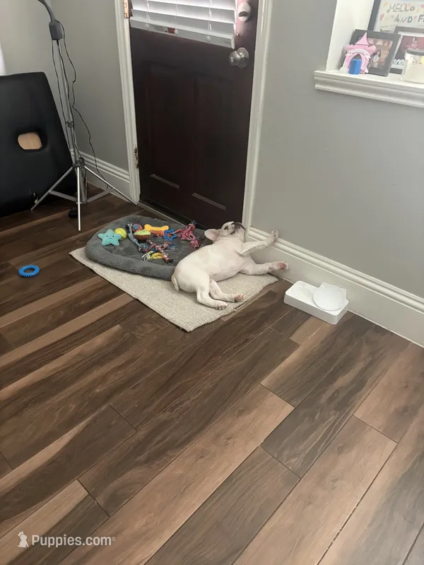 Coco – French Bulldog puppy for sale in Missouri City, TX