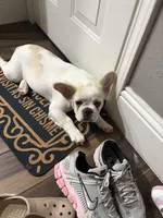 Coco, a male French Bulldog for sale in Missouri City, TX – 3 of 4