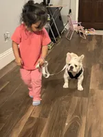 Coco, a male French Bulldog for sale in Missouri City, TX – 4 of 4