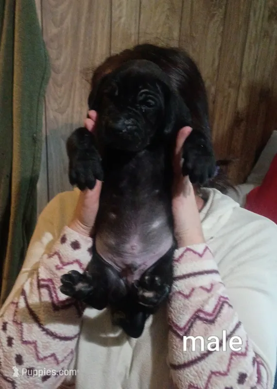 Boy 3 – Great Dane puppy for sale in Grimsley, TN