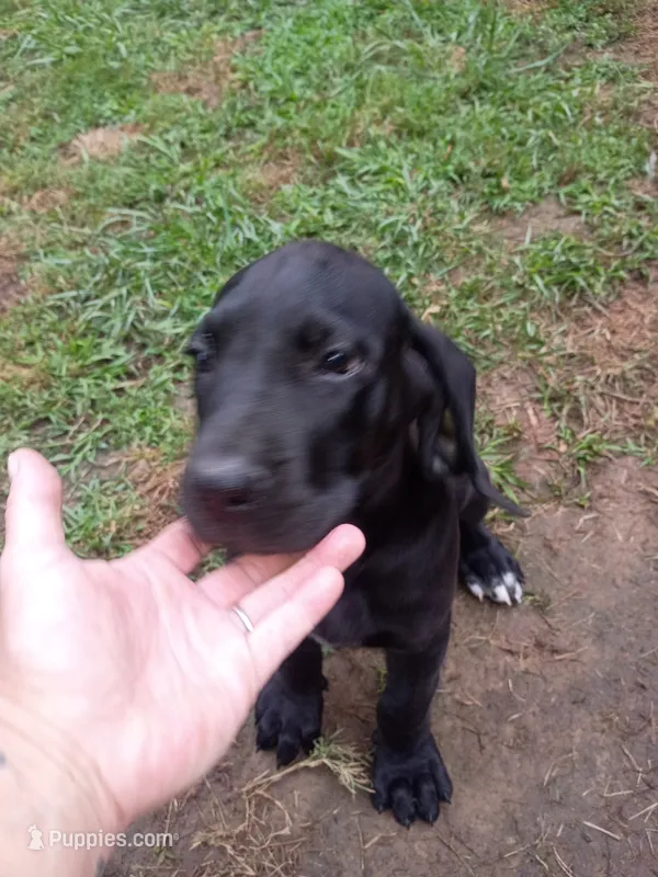 Patsy – Great Dane puppy for sale in Grimsley, TN