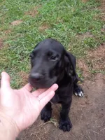 Patsy, a female Great Dane for sale in Grimsley, TN – 1 of 1