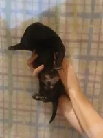 Boy 3, a male Great Dane for sale in Grimsley, TN – 2 of 2