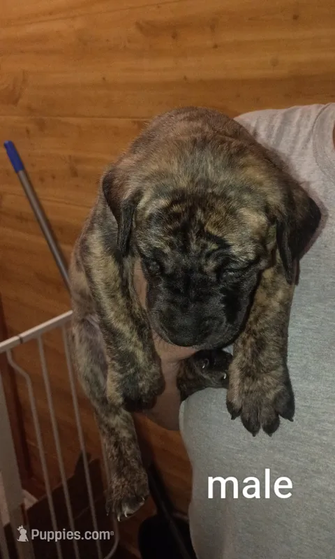 Boy 1 – Great Dane puppy for sale in Grimsley, TN