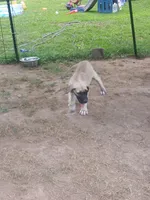 Lincoln , a male Great Dane for sale in Grimsley, TN – 3 of 3