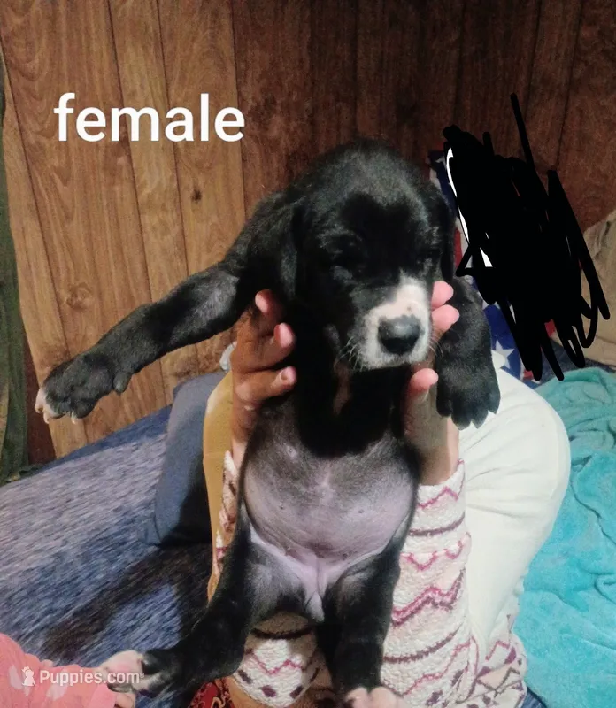 Girl 3 – Great Dane puppy for sale in Grimsley, TN
