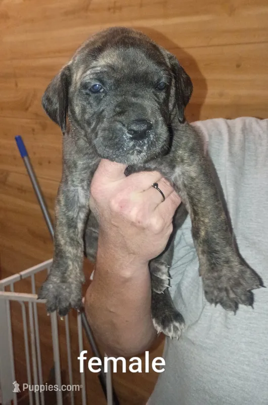 Girl 2 – Great Dane puppy for sale in Grimsley, TN