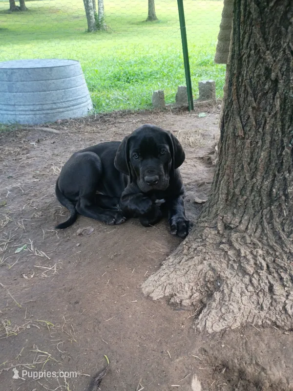 Shadow – Great Dane puppy for sale in Grimsley, TN