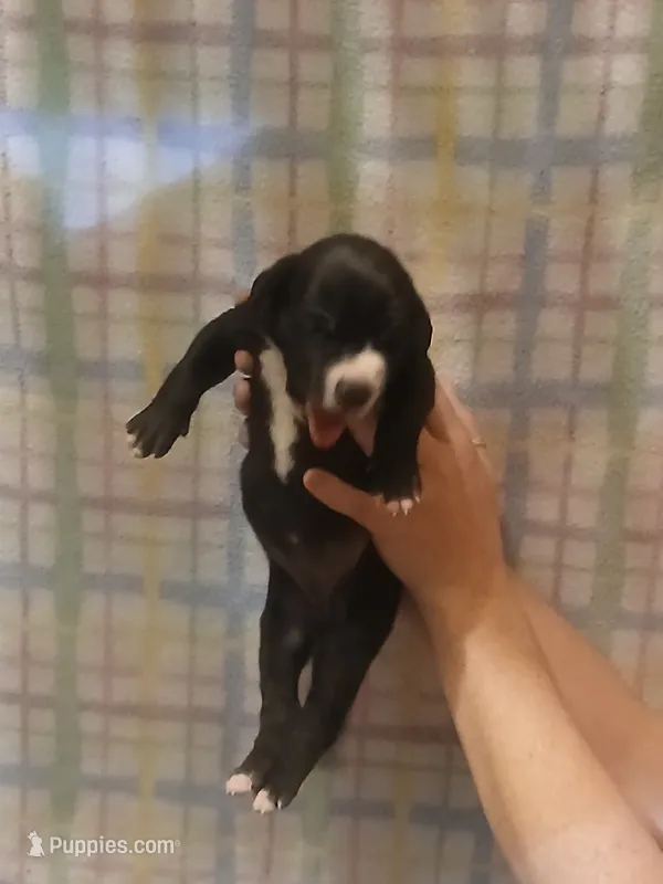 Girl 3 – Great Dane puppy for sale in Grimsley, TN