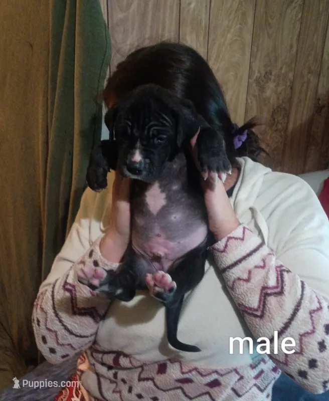 Boy 4 – Great Dane puppy for sale in Grimsley, TN
