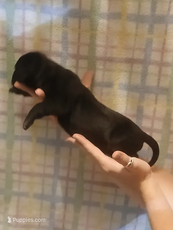 Boy 3 – Great Dane puppy for sale in Grimsley, TN