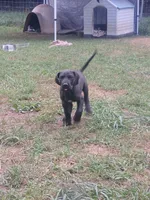 Bubbette, a female Great Dane for sale in Grimsley, TN – 1 of 1