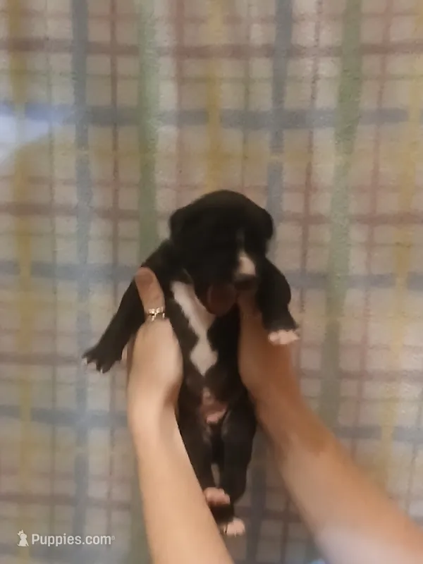 Boy 4 – Great Dane puppy for sale in Grimsley, TN