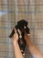 Boy 4, a male Great Dane for sale in Grimsley, TN – 1 of 2