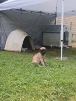 Southern Belle, a female Great Dane for sale in Grimsley, TN – 2 of 3