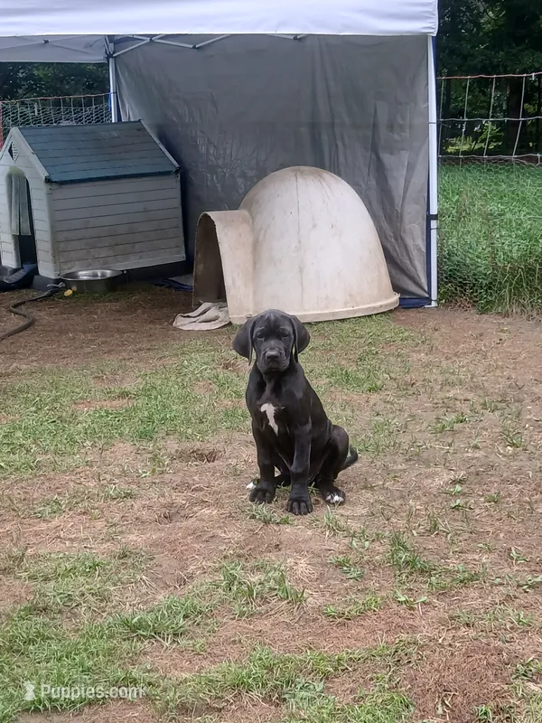 Willow – Great Dane puppy for sale in Grimsley, TN