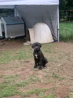 Willow, a female Great Dane for sale in Grimsley, TN – 1 of 1