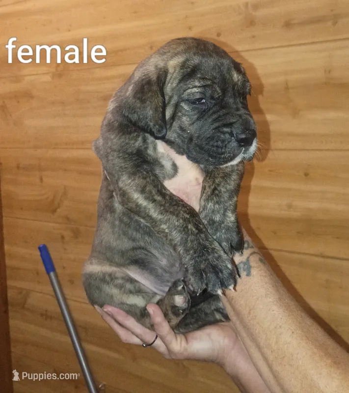Girl 1 – Great Dane puppy for sale in Grimsley, TN