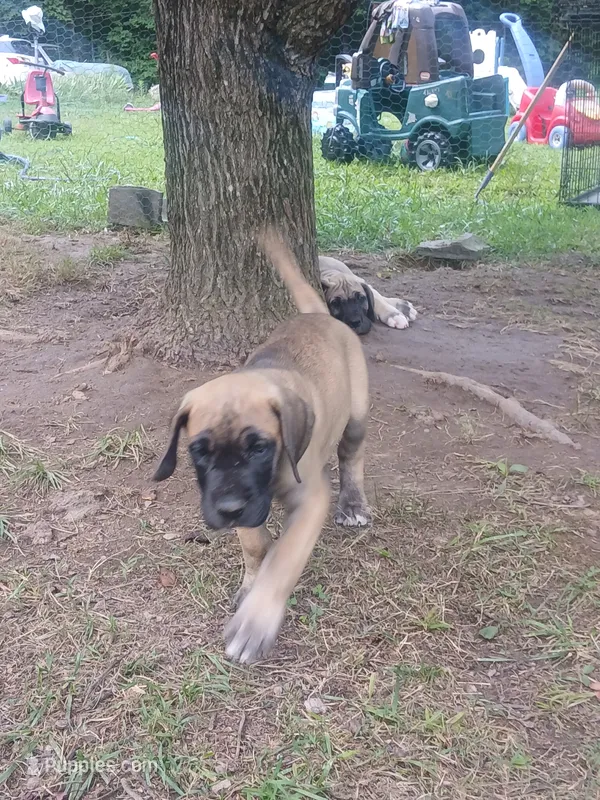 Dirty Girl of the South – Great Dane puppy for sale in Grimsley, TN