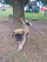 Dirty Girl of the South, a female Great Dane for sale in Grimsley, TN – 1 of 1