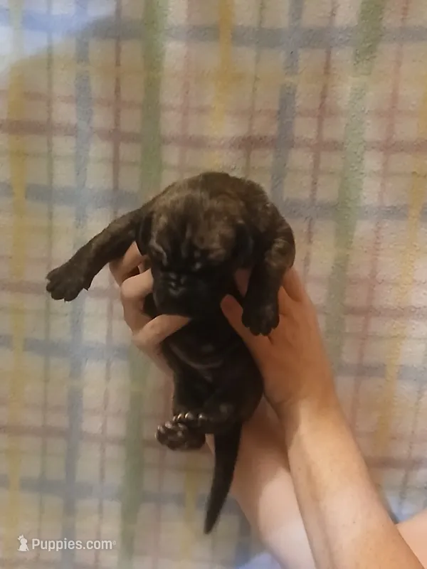 Girl 2 – Great Dane puppy for sale in Grimsley, TN