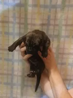 Girl 2, a female Great Dane for sale in Grimsley, TN – 1 of 2