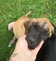 Southern Belle, a female Great Dane for sale in Grimsley, TN – 3 of 3
