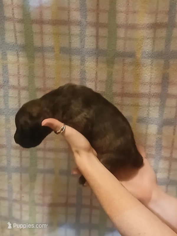 Girl 1 – Great Dane puppy for sale in Grimsley, TN