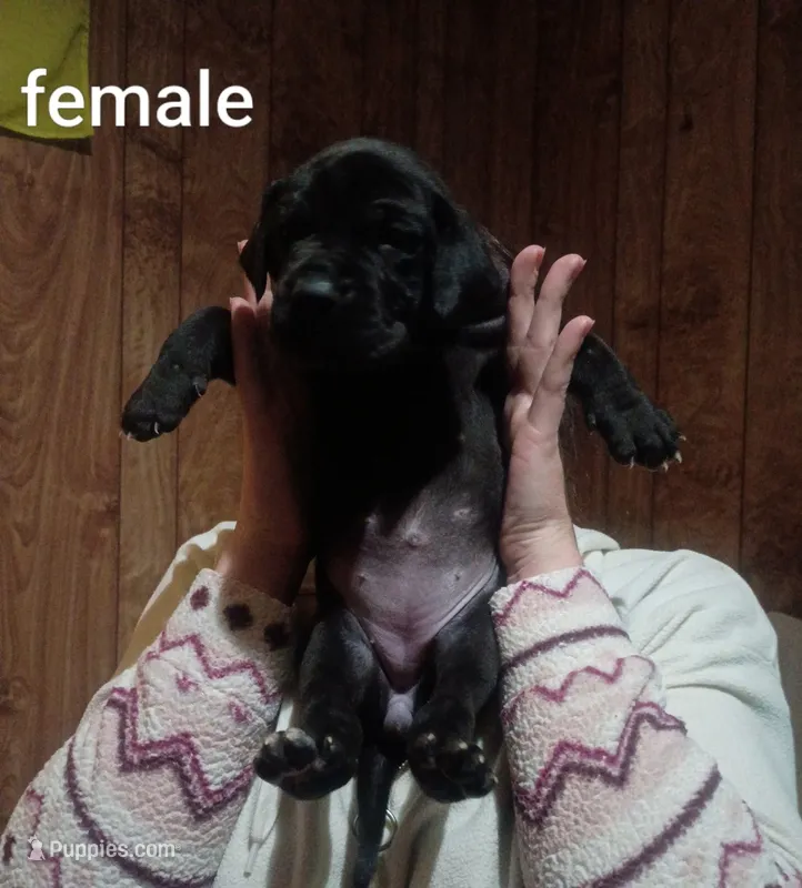 Girl 4 – Great Dane puppy for sale in Grimsley, TN