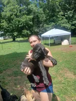 Big Bubba, a male Great Dane for sale in Grimsley, TN – 1 of 1