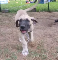 Lincoln , a male Great Dane for sale in Grimsley, TN – 1 of 3