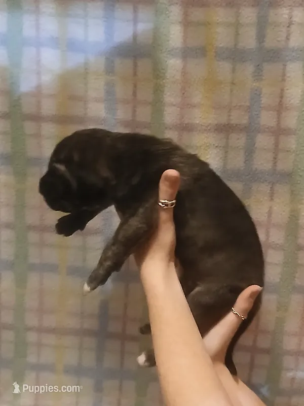 Boy 1 – Great Dane puppy for sale in Grimsley, TN